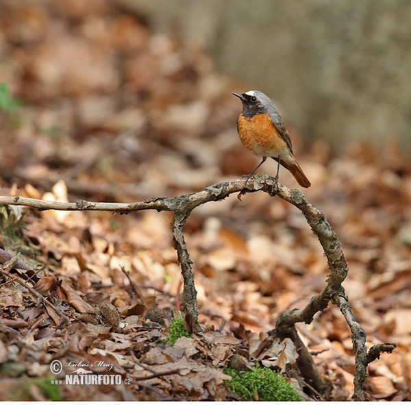 Red Start (Phoenicurus phoenicurus)