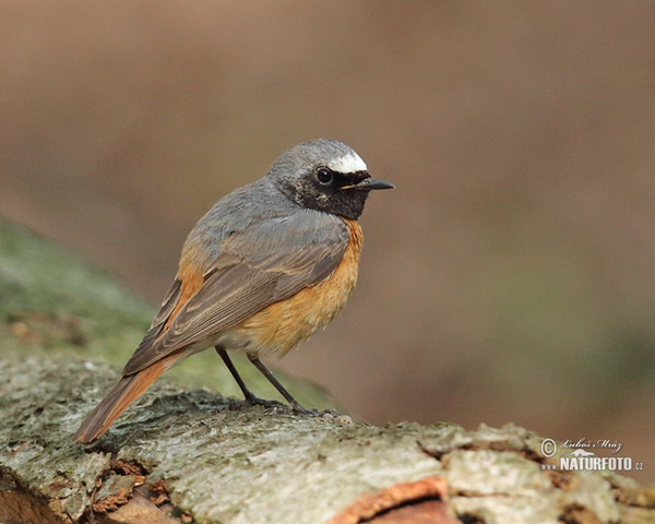 Red Start (Phoenicurus phoenicurus)