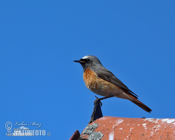 Red Start (Phoenicurus phoenicurus)