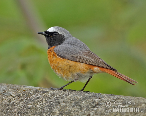 Red Start (Phoenicurus phoenicurus)