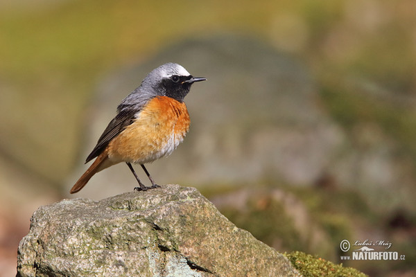 Red Start (Phoenicurus phoenicurus)