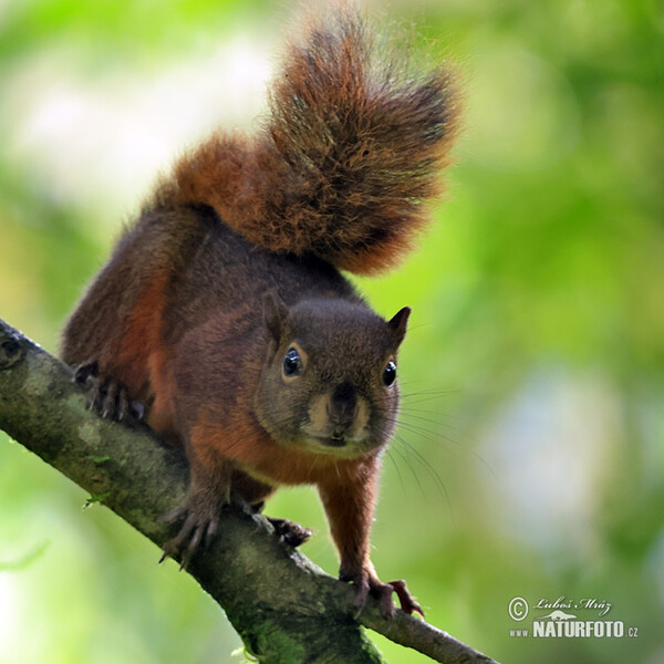 Red-tailed Squirrel (Sciurus granatensis)