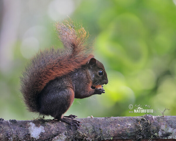 Red-tailed Squirrel (Sciurus granatensis)