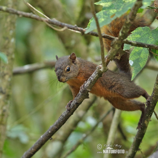 Red-tailed Squirrel (Sciurus granatensis)