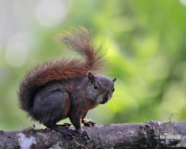 Red-tailed Squirrel (Sciurus granatensis)