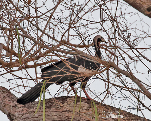 Red-throated Piping-Guan (Pipile cujubi)