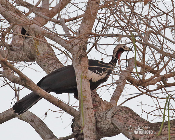 Red-throated Piping-Guan (Pipile cujubi)