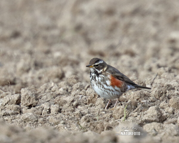 Red Wing (Turdus iliacus)