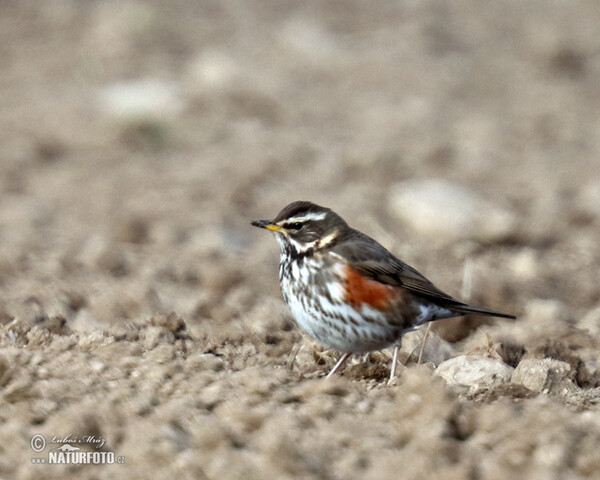 Red Wing (Turdus iliacus)