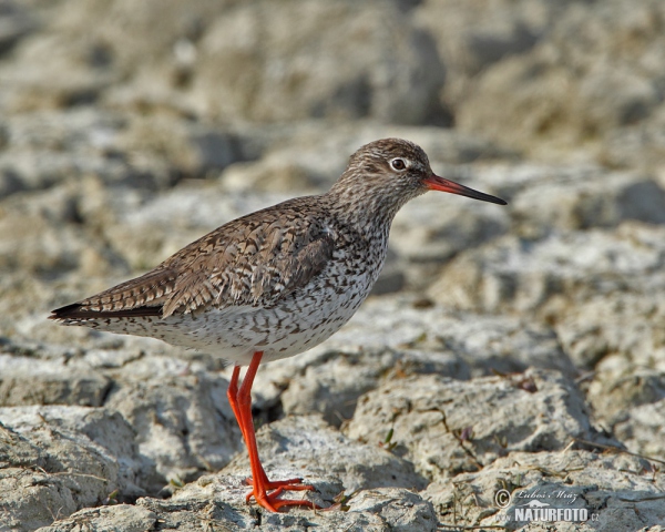 Redshank (Tringa totanus)