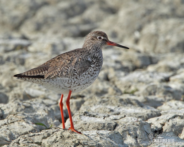 Redshank (Tringa totanus)