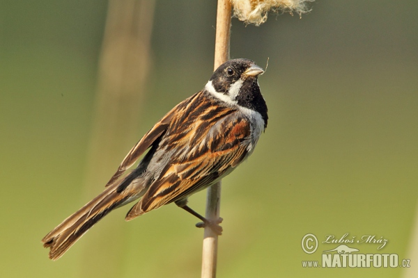 Reed Bunting (Emberiza schoeniclus)