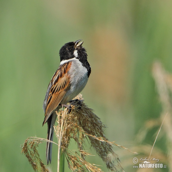 Reed Bunting (Emberiza schoeniclus)