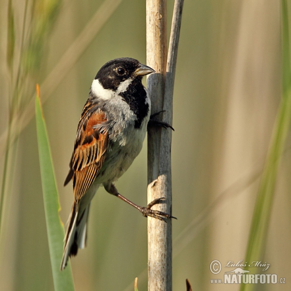 Reed Bunting (Emberiza schoeniclus)