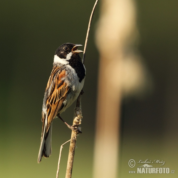 Reed Bunting (Emberiza schoeniclus)