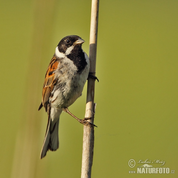 Reed Bunting (Emberiza schoeniclus)