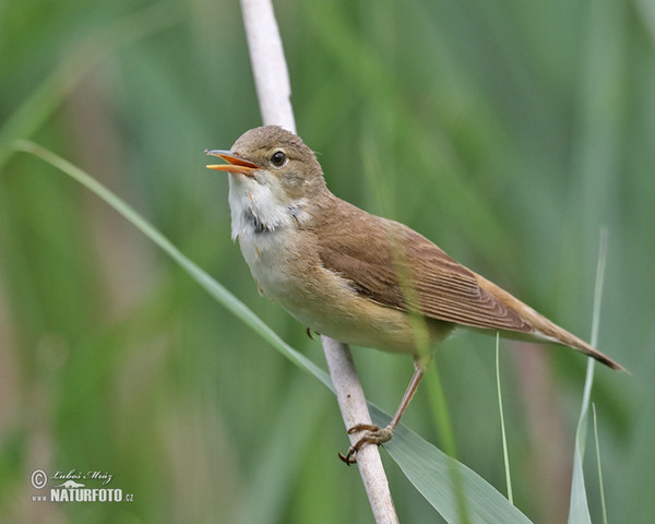 Reed Warbler (Acrocephalus scirpaceus)