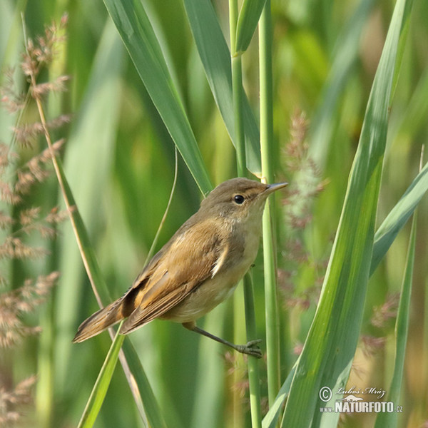 Reed Warbler (Acrocephalus scirpaceus)