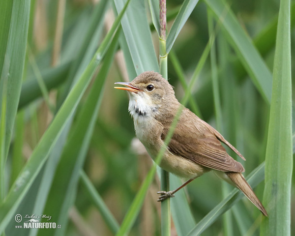 Reed Warbler (Acrocephalus scirpaceus)