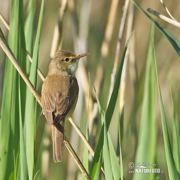 Reed Warbler (Acrocephalus scirpaceus)