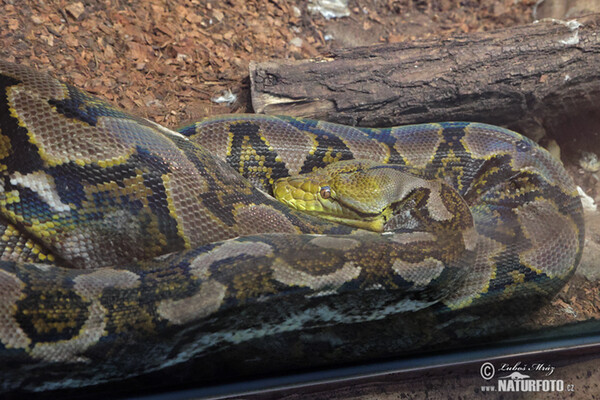 Reticulated Python (Python retuculatus)