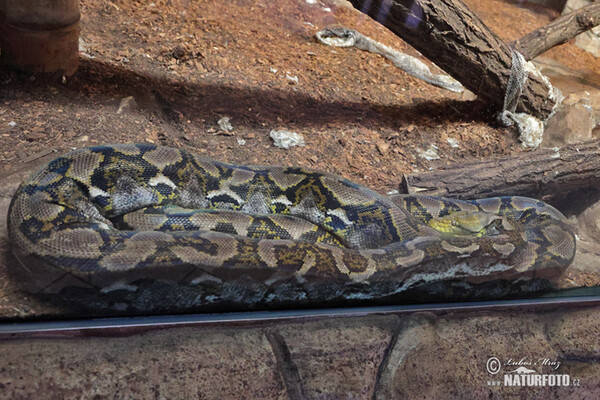 Reticulated Python (Python retuculatus)