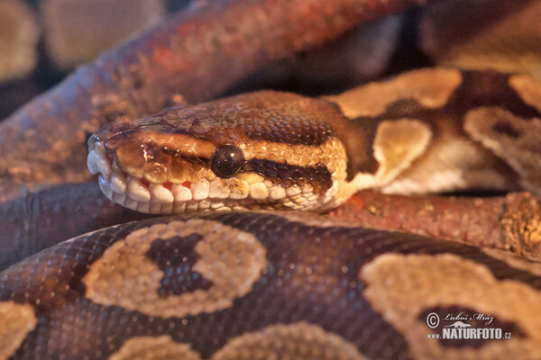 Reticulated Python (Python retuculatus)