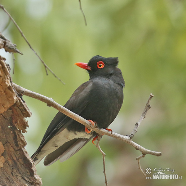 Retz´s Helmetshrike (Prionops retzii)