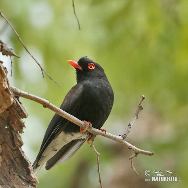 Retz´s Helmetshrike (Prionops retzii)