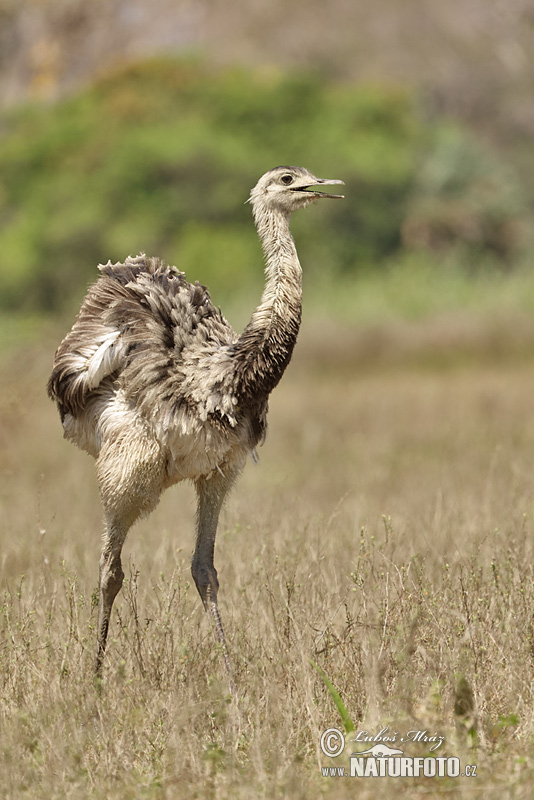 Rhea americana