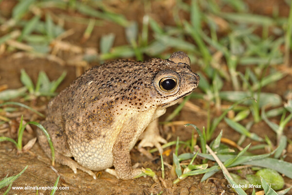 Rhinella granulosa