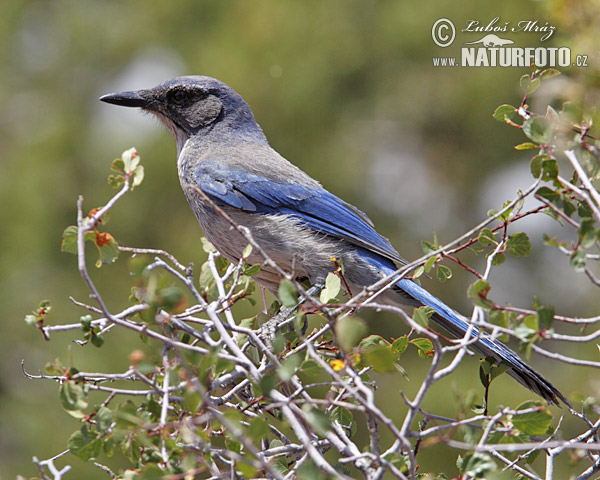 Rietumu krūmu sīlis