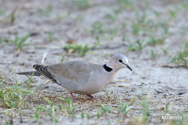 Ring-necked Dove (Streptopelia capicola)