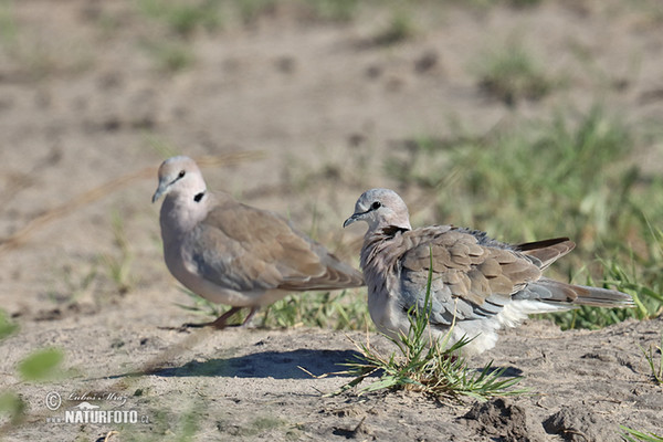 Ring-necked Dove (Streptopelia capicola)