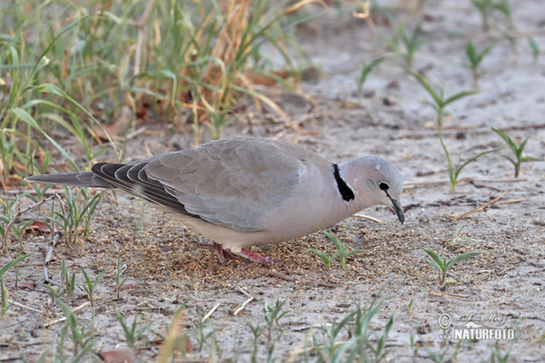 Ring-necked Dove (Streptopelia capicola)