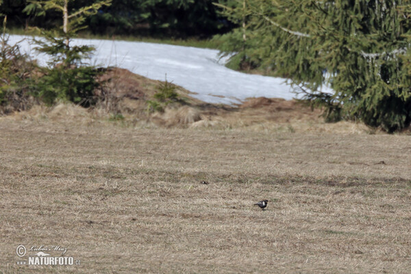 Ring Ouzel (Turdus torquatus)