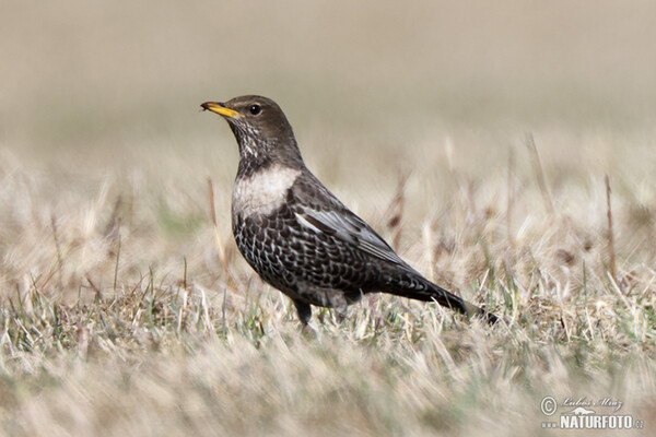 Ring Ouzel (Turdus torquatus)