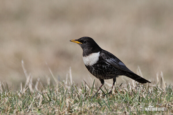 Ring Ouzel (Turdus torquatus)