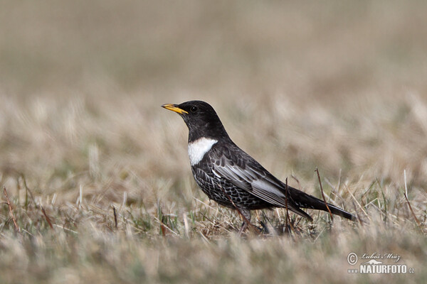 Ring Ouzel (Turdus torquatus)