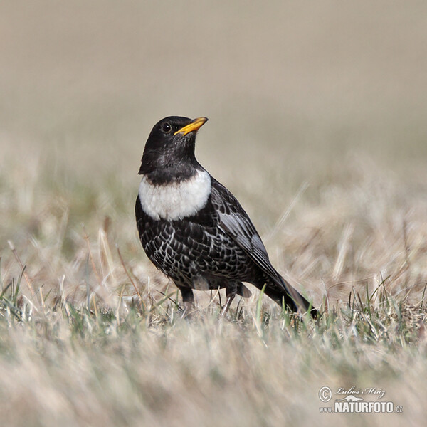 Ring Ouzel (Turdus torquatus)