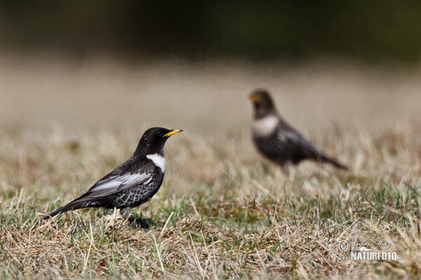 Ring Ouzel (Turdus torquatus)