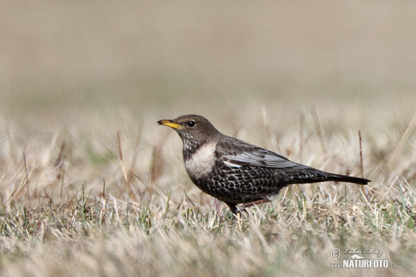 Ring Ouzel (Turdus torquatus)