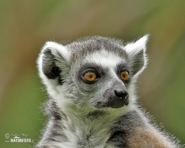 Ring-tailed lemur (Lemur catta)