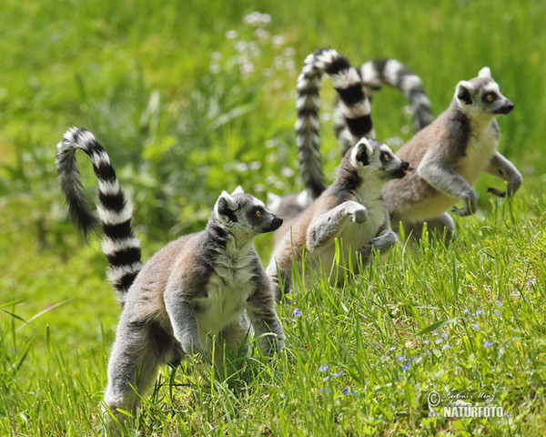 Ring-tailed lemur (Lemur catta)