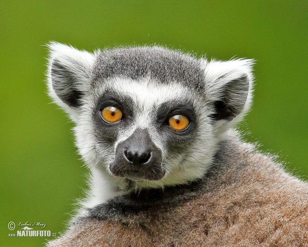 Ring-tailed lemur (Lemur catta)