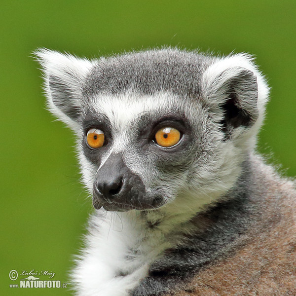 Ring-tailed lemur (Lemur catta)