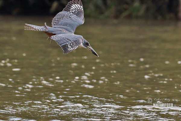 Ringed Kingfisher (Megaceryle torquata)