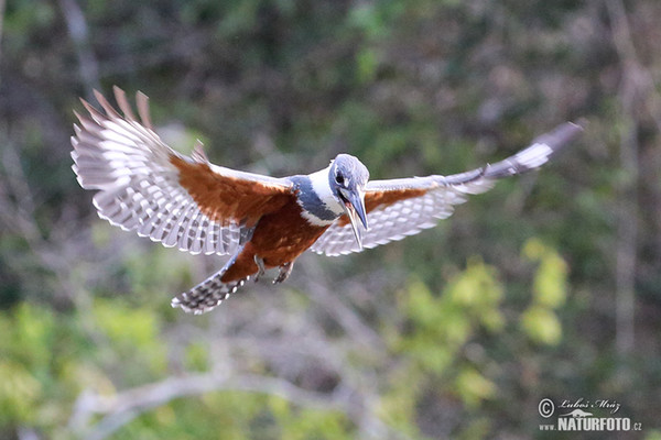 Ringed Kingfisher (Megaceryle torquata)