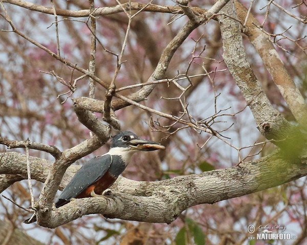 Ringed Kingfisher (Megaceryle torquata)