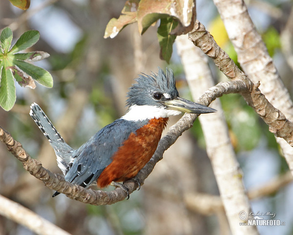 Ringed Kingfisher (Megaceryle torquata)